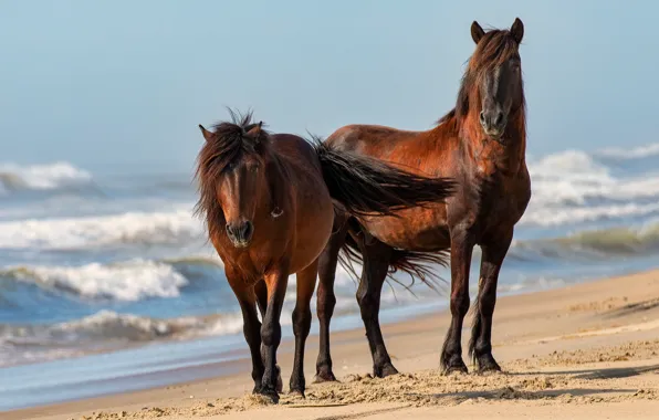 Picture sand, sea, wave, beach, light, nature, horse, shore