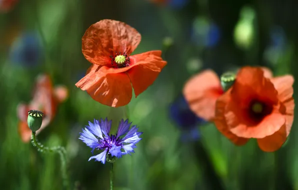 Nature, Mac, petals, cornflower
