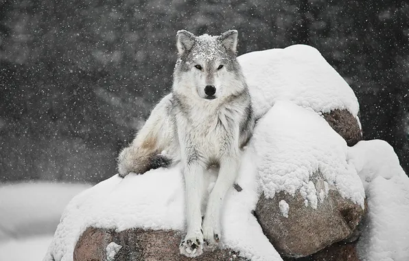 Nature, snow, predator, face, animal, wolf, wildlife, portrait