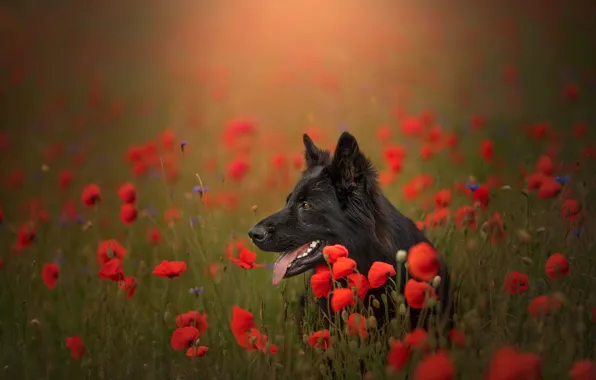 Language, face, flowers, Maki, meadow, bokeh, German shepherd. dog