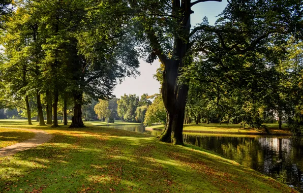 Greens, autumn, grass, leaves, the sun, trees, pond, Park