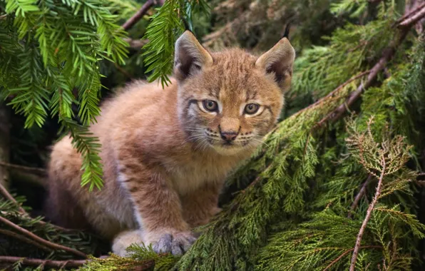 Forest, cat, kitty, lynx