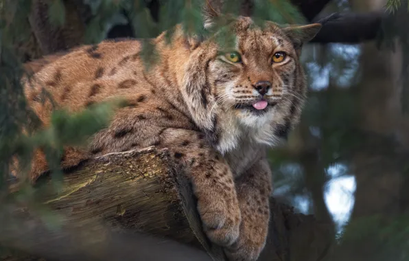 Language, face, branches, portrait, paws, log, lynx