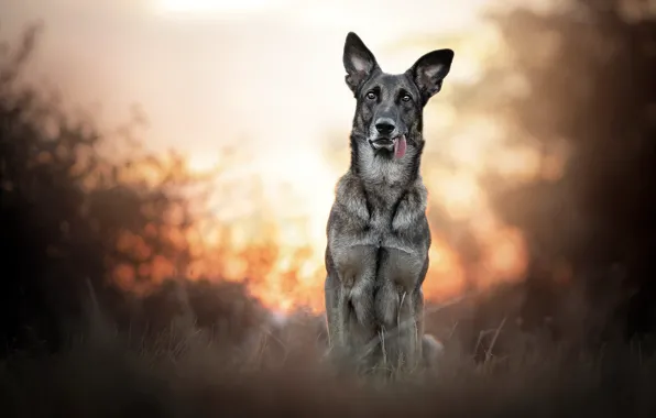 Picture sunset, nature, dog