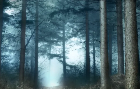 Picture forest, trees, branches, pine, pine forest, turn