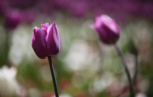 Picture flowers, tulips, bokeh