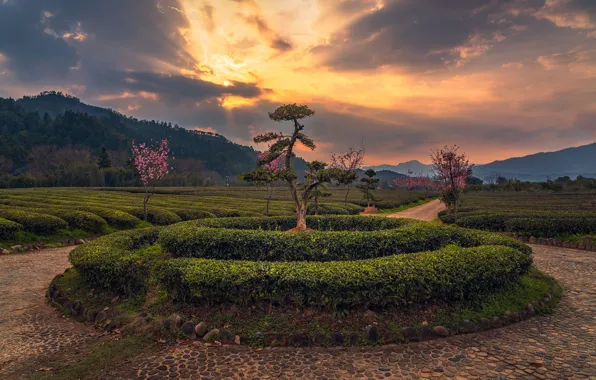 Road, clouds, trees, sunset, Park, hills, spring, garden