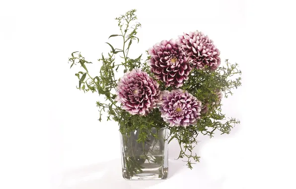 Picture bouquet, white background, vase, dahlias