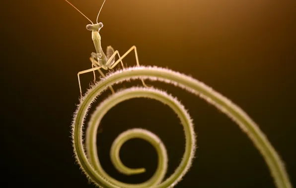 Picture macro, plant, mantis, insect