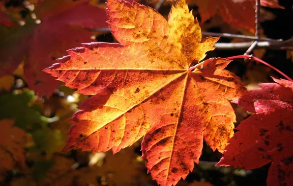 Picture leaves, gold, October, Autumn, September, November