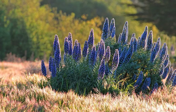 Meadow, bruise, Pride of Madeira