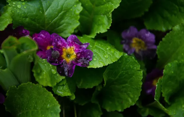 Greens, flower, grass, snail, violet