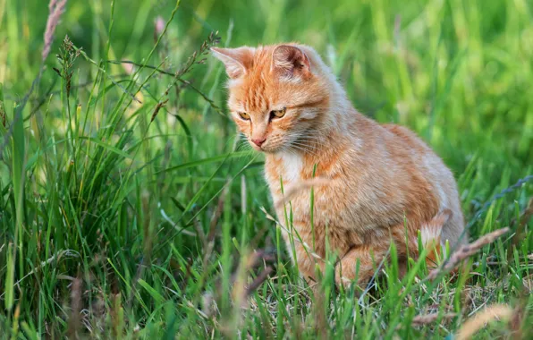 Cat, summer, grass, look, nature, kitty, red, kitty