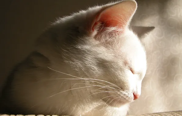 White, cat, the beauty, falls asleep