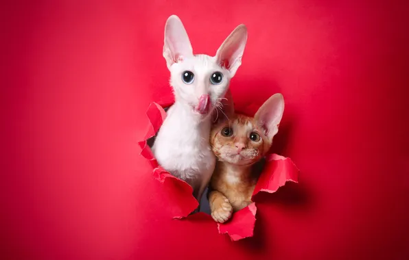 Language, cat, white, cat, look, cats, pose, kitty