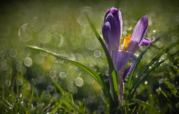 Picture grass, macro, Rosa, spring, Krokus, bokeh