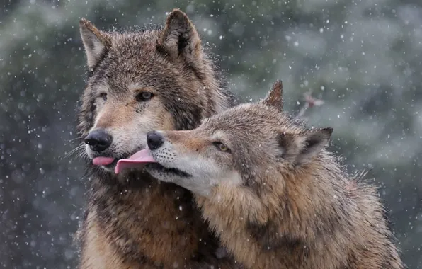 Nature, predator, animal, wolf, wildlife, portrait, portrait., Canis lupus. face
