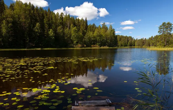 Forest, lake, water lilies