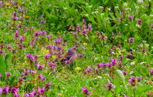 Picture Nature, Bird, Flowers, Nature, Flowers, Bird