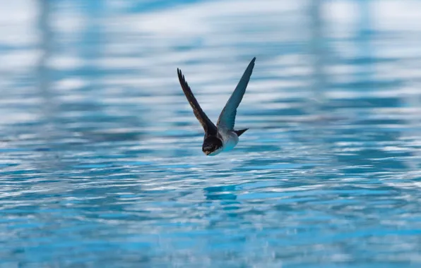 Water, flight, bird, ruffle, bird, wings, flies, pond