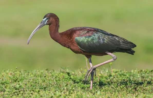 Picture birds, the glossy IBIS, glossy ibis