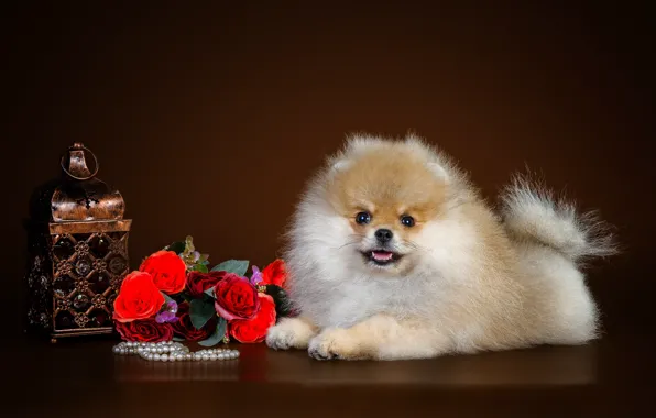 Sweetheart, puppy, Spitz