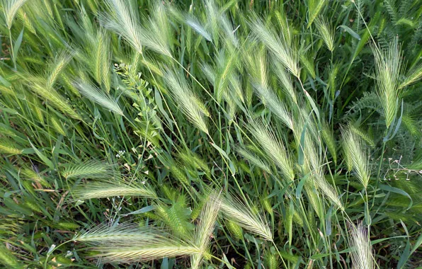 Grass, the steppe, spikelets