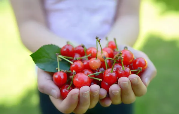 Summer, cherry, berries, hands, fingers, cherry, blurred background, a handful