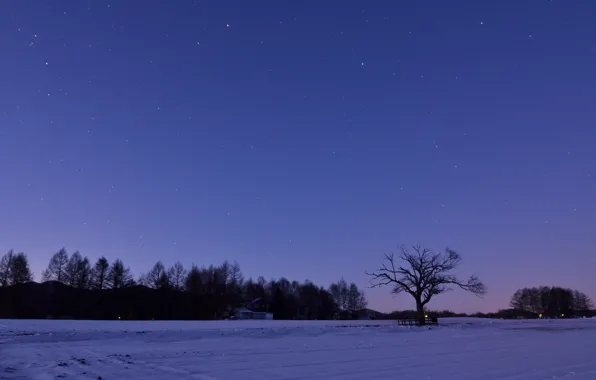 Picture winter, field, the sky, stars, snow, trees, night, Japan