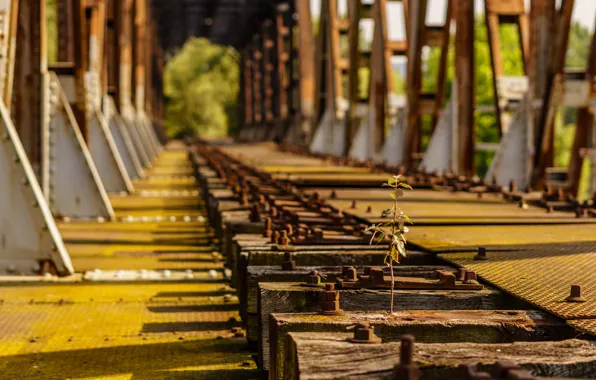 Picture sleepers, tree, railway bridge