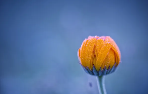 Flower, drops, Rosa, background, Bud