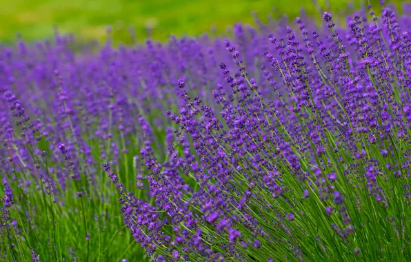 Picture field, meadow, lavender
