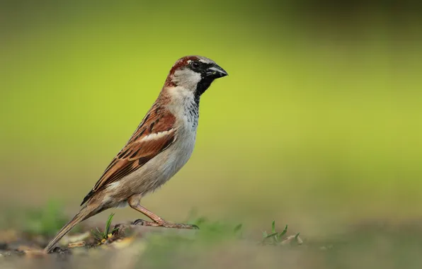 Background, Sparrow, bird, common