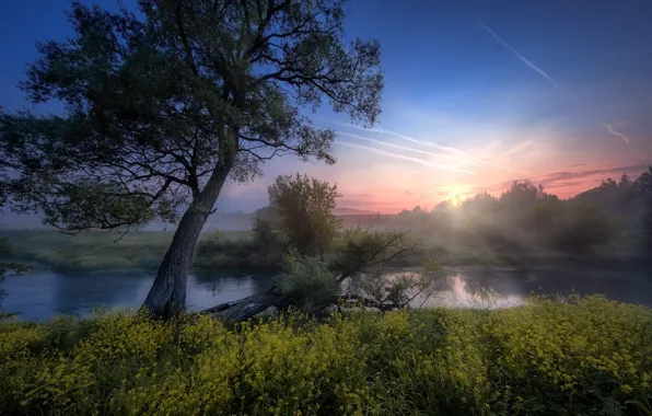 Picture the sun, rays, trees, landscape, nature, fog, river, dawn