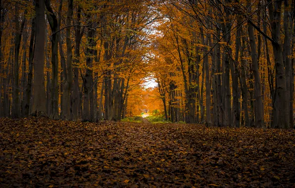 Road, autumn, forest, light, trees, branches, nature, Park