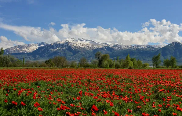 Field, flowers, mountains, Maki, Turkey, Turkey, poppy field, Munzur Mountain