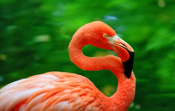 Bird, bright colors, Flamingo, green background, pink flamingos