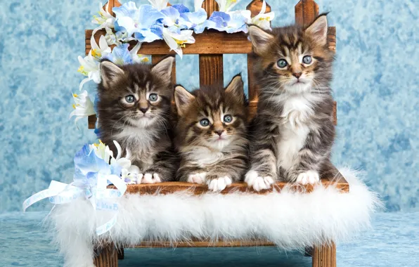 Look, cats, flowers, pose, kitty, the fence, chair, kittens
