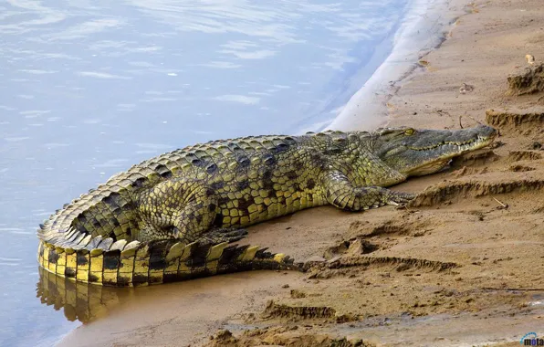 Water, Shore, Crocodile