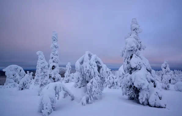 Picture winter, snow, trees, Finland, Lapland