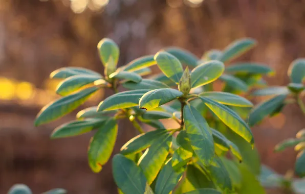 Green, leafs, twig, hydrangea
