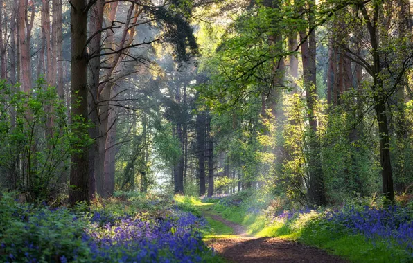 Picture forest, summer, flowers, path