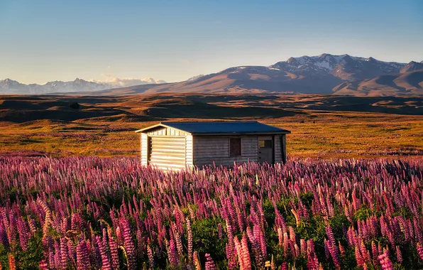 Field, summer, the sky, light, flowers, mountains, hills, dal