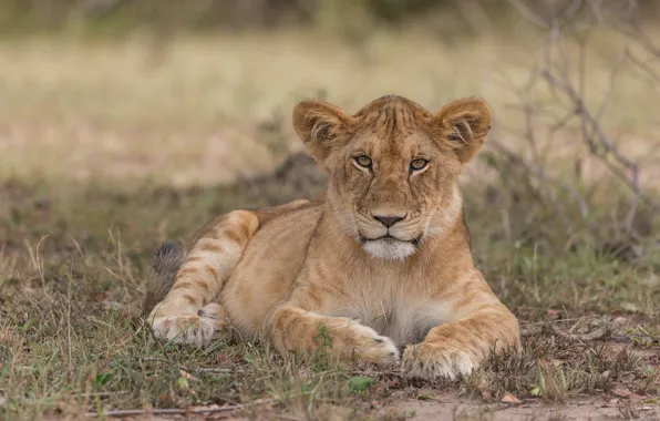 Look, face, glade, portrait, lies, lion, lion, teen