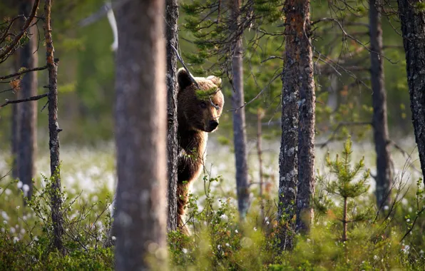 Forest, look, face, tree, bear, trunk, stand, brown