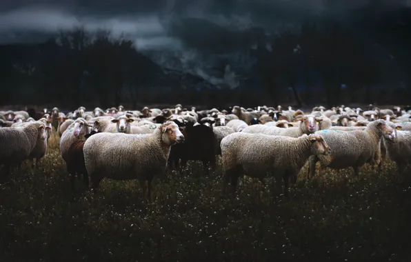 Nature, sheep, the evening