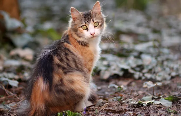 Picture spotted cat, sideways, sitting on the road