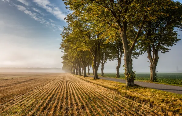 Road, field, morning