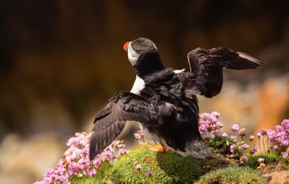 Flight, pose, background, bird, wings, hill, stalled, flowers