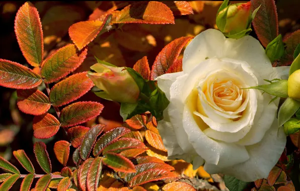 Autumn, leaves, Rosa, rose, white